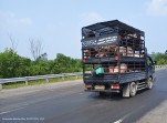 Angkut Babi Bebas Melintas di Tol Pekanbaru-Dumai, Pengawasan PT Hutama Karya Dipertanyakan