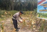 Dukung Program Polda Riau, Polsek Simpang Kanan Turun ke Lahan Jagung Bersama Warga