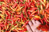 Harga Cabai Rawit Merah Tembus Rp100 Ribu Per Kilogram Di Kuansing