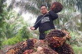 Rp1,9 Triliun Dana PSR Disalurkan untuk 23.789 Petani Sawit di Riau