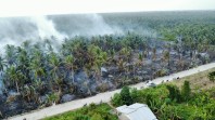 Kebakaran Perkebunan Kelapa di Inhil Akibatkan Asap Pekat Selimuti Jalan