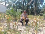 Polsek Simpang Kanan Dukung Ketahanan Pangan Pantau Perkebunan Jagung Di Bagan Nibung