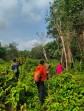 Tim SAR Gabungan Sisir Kebun Cari Lansia 80 Tahun yang Hilang di Meranti