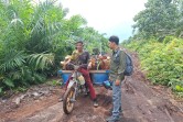 Harimau Sumatera Tiba-Tiba Lompat ke Atas Motor Pekerja Sawit di Mengkapan Siak
