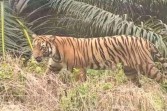 Disdik Inhil Beri Dispensasi Khusus: Belajar Dari Rumah Akibat Teror Harimau Sumatera