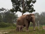 Bayi Gajah Lisa Lahir di TNTN Dinamai ‘Ganesha’