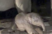 Anak Gajah Sumatera Lahir Sehat di Taman Nasional Tesso Nilo