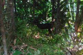 Umpan Kambing Belum Disentuh, Harimau Sumatera di Desa Danai Belum Masuk Perangkap