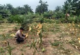 Polsek Simpang Kanan Kawal Ketahanan Pangan, Pertumbuhan Jagung di Bagan Nibung Dipantau Hingga Panen
