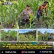 Polsek Pujud Cek Perkembangan Program Ketahanan Pangan Penanaman Jagung di Rohil
