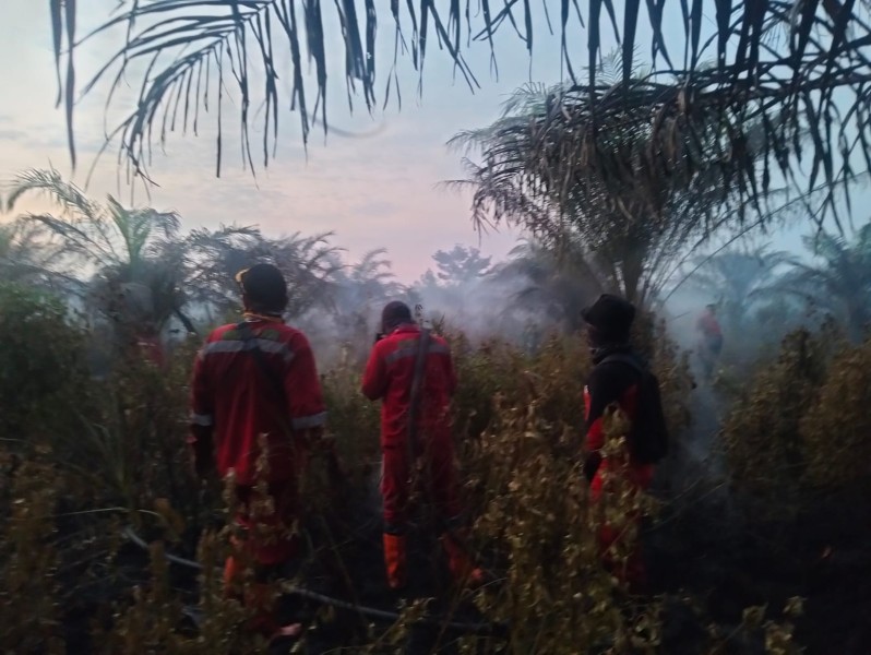 Kebakaran Lahan Gambut Seluas 1 Hektare Terjadi di Air Hitam Pekanbaru