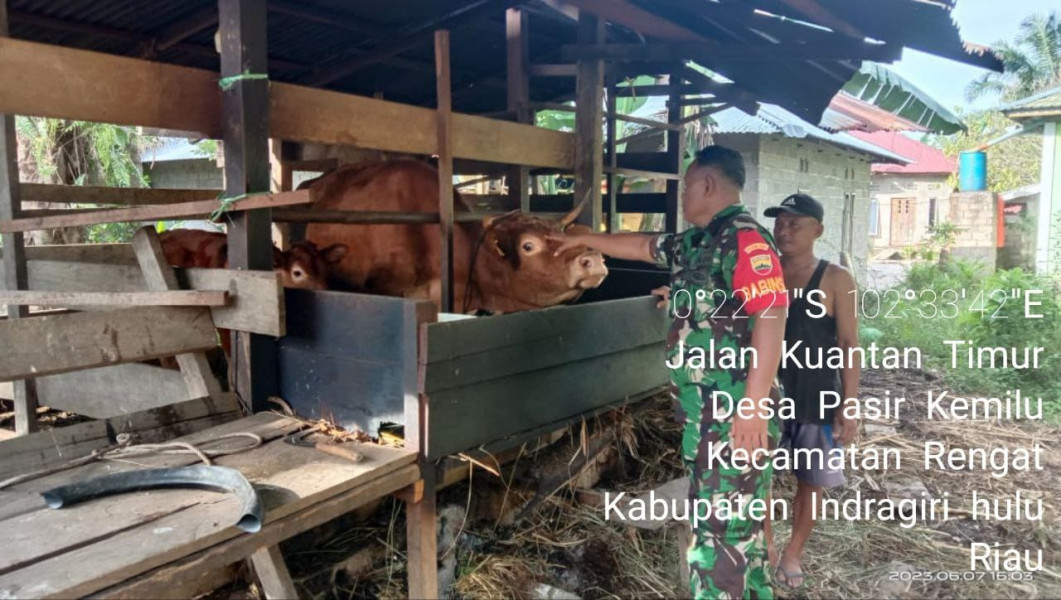 Walau Tidak Ada Terpapar PMK Pada Ternak, Antisipasi Wabah PMK Terus Dipantau Oleh Babinsa Koramil 01/Rengat
