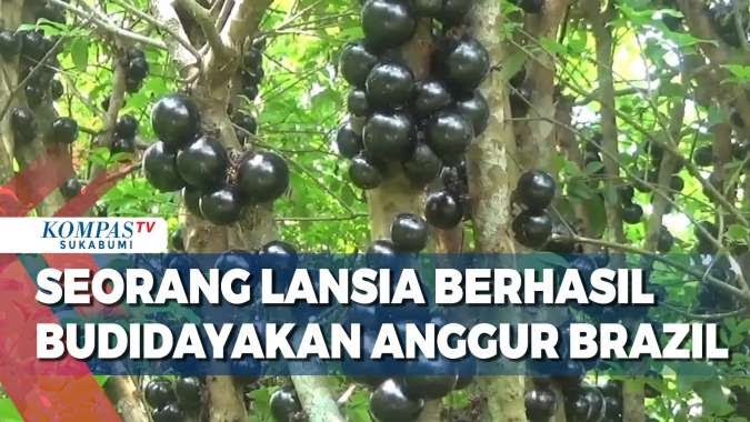 Seorang Lansia Berhasil Budidayakan Buah Anggur Brazil