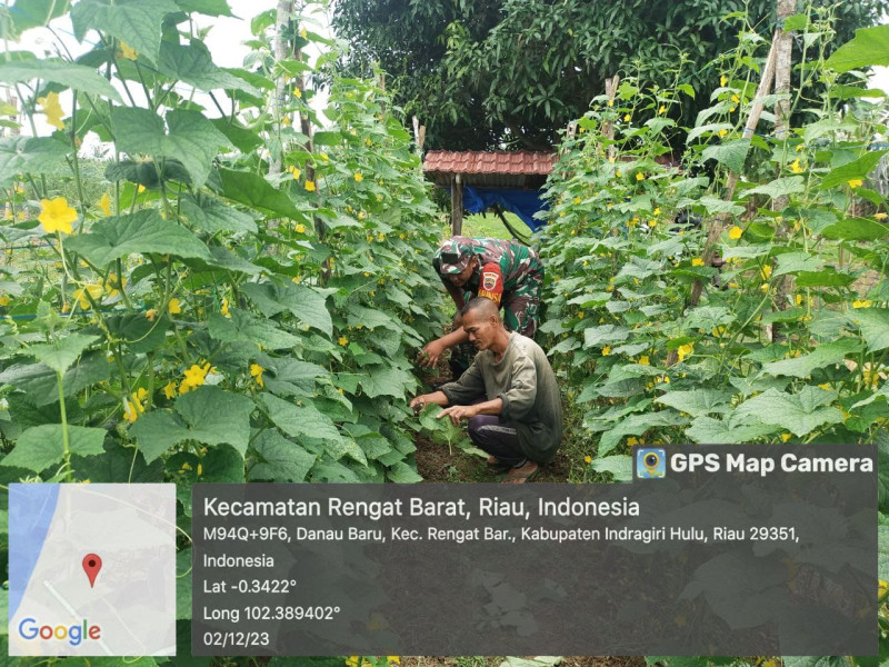 Babinsa Bantu Petani Rawat Tanaman Mentimun di Desa Binaan.