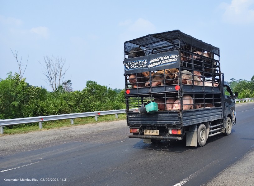 Angkut Babi Bebas Melintas di Tol Pekanbaru-Dumai, Pengawasan PT Hutama Karya Dipertanyakan