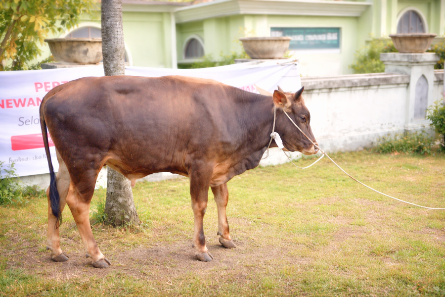 Menuju Iduladha 1447 H: Pemprov Riau Seleksi Ketat Sapi Kurban Terbaik Bantuan Presiden.