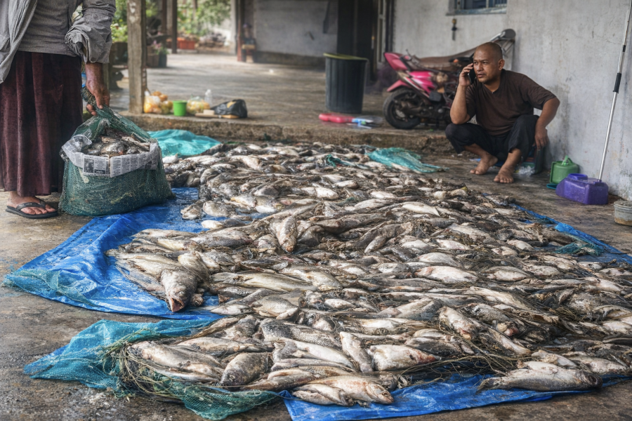 Ribuan Ikan Mati Mendadak, Warga Duga Tercemar Aktivitas Replanting Sawit Perusahaan Sinar Mas di DAS
