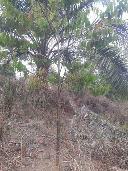 Oknum Perambah Kawasan Taman Hutan Raya Sultan Syarif Hasyim Rusak Tanaman KPHP Minas Tahura