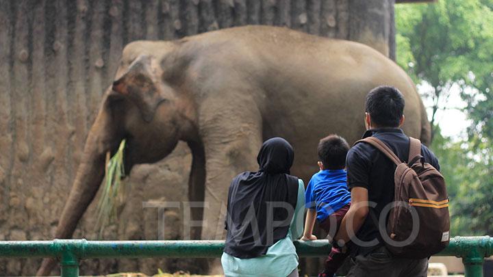 Kebun Binatang Ragunan Buka Malam Mulai Hari Ini
