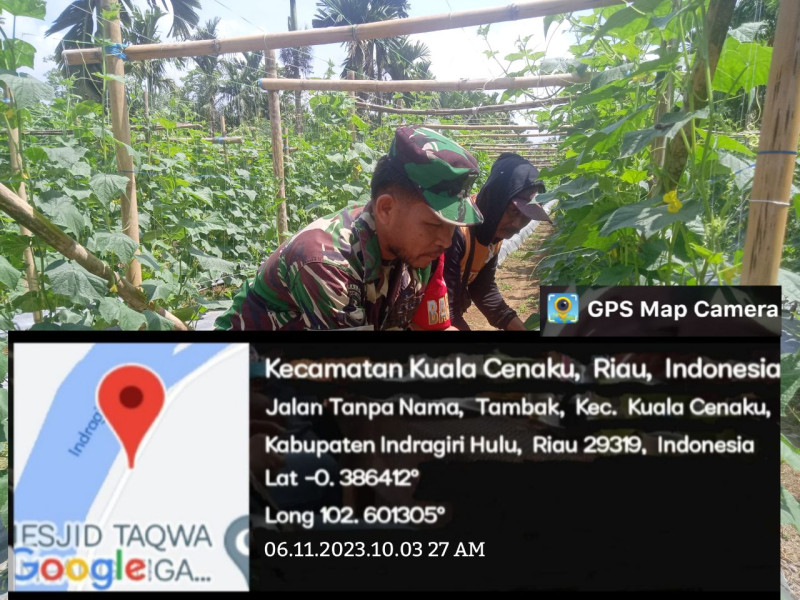 Babinsa Bantu Warga Masyarakat Binaan Panen Mentimun