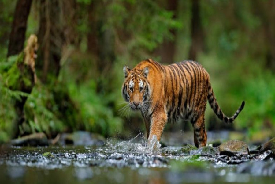 Pekerja Panen Sagu di Siak Riau Diserang Harimau