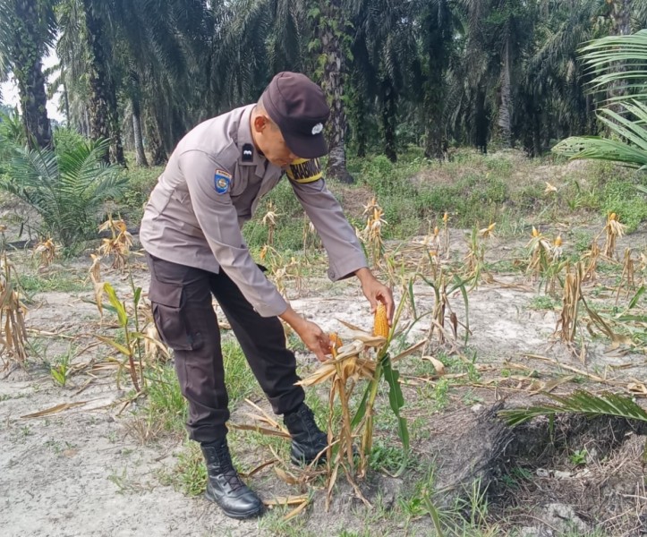 Bhabinkamtibmas  Simpang Kanan laksanakan  perkembangan ketahanan pangan jagung.