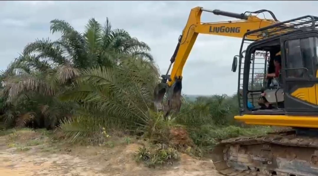 Giliran Kebun Sawit Diduga Milik Oknum Anggota DPRD Riau Seluas 311 Hektar di TNTN Pelalawan Ditumbang Satgas PKH