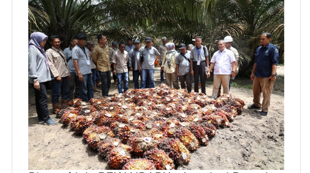 Petani Sawit Kalbar Adopsi Pola Kemitraan Petani dan PTPN IV Regional 3 Riau