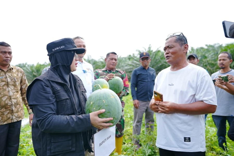 Panen Semangka di Sungai Apit, Bupati Afni Buktikan Dana Desa Bermanfaat bagi Warga