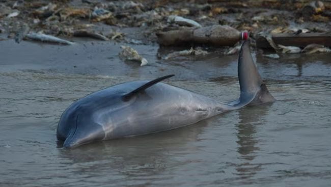 Sedih, Ratusan Lumba-lumba Ditemukan Mati, Diduga karena Kepanasan