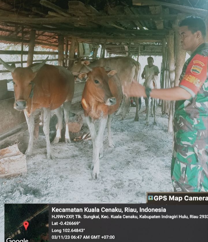 Babinsa Koramil 01 Rengat Cek Ternak Sapi Warga Antisipasi Wabah PMK