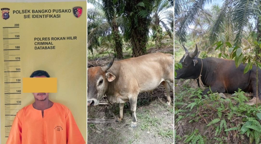 Bawa Kabur 2 Sapi Petani, Warga Teluk Bano I Ditangkap Polsek Bangko Pusako