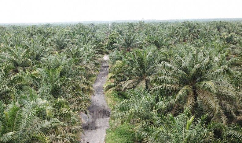 Pemprov Diminta Libatkan Akademisi dan NGO Ahli dalam Satgas Konflik Lahan Sawit di Riau