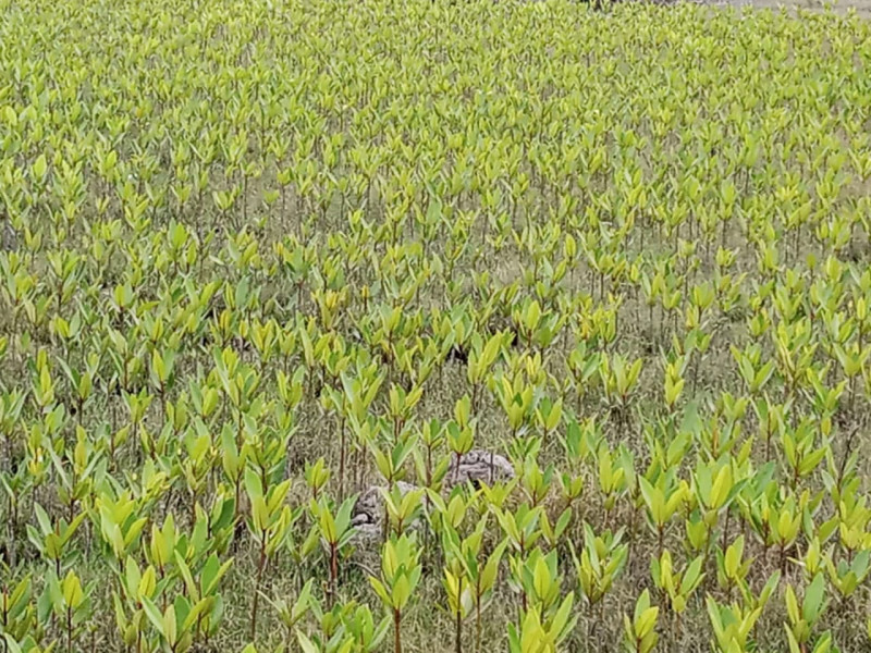 Peduli terhadap mangrove, Sekretaris Desa Pulau Jemur aktif dalam upaya pelestarian dan pengembangan hutan bakau