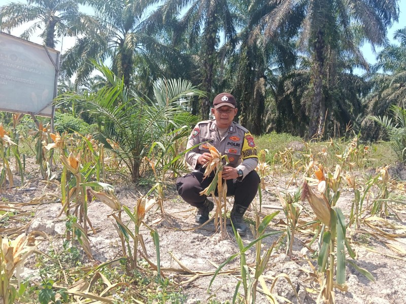 Polsek Simpang Kanan Dukung Ketahanan Pangan Pantau Perkebunan Jagung Di Bagan Nibung
