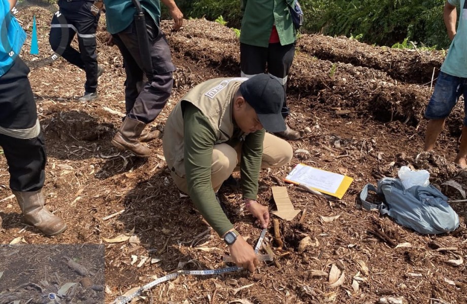 Bocah di Pelalawan Riau Tewas Diterkam Harimau Sumatera