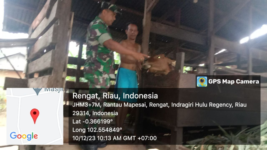 Babinsa Koramil 01/Rengat Cek Sapi Milik Warga di Wilayah Binaan.