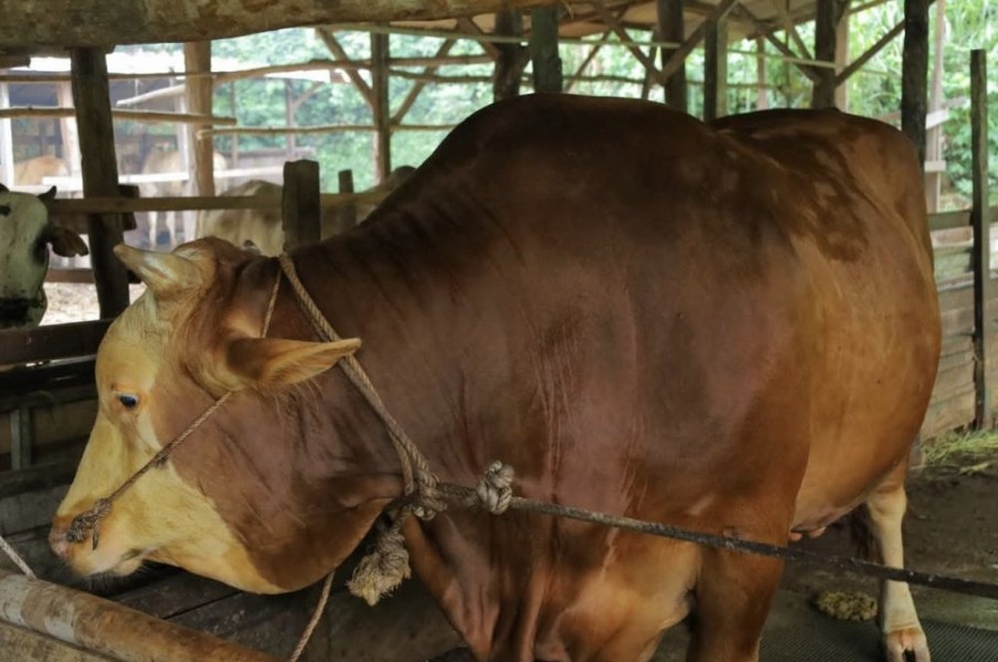 Sapi Kurban Bantuan Presiden di Pekanbaru Diperiksa, Bobot Capai 907 Kg