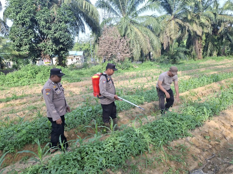 Polsek Pujud Rawat Lahan Jagung Ketapang, Wujud Nyata Dukung Program Asta Cita Presiden
