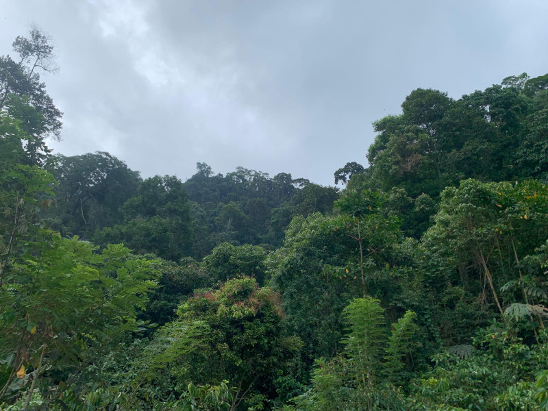 STATUS IZIN MENINGKAT, PT ESDM SIAP MENAMBANG HUTAN LINDUNG BUKIT SANGGUL KABUPATEN SELUMA