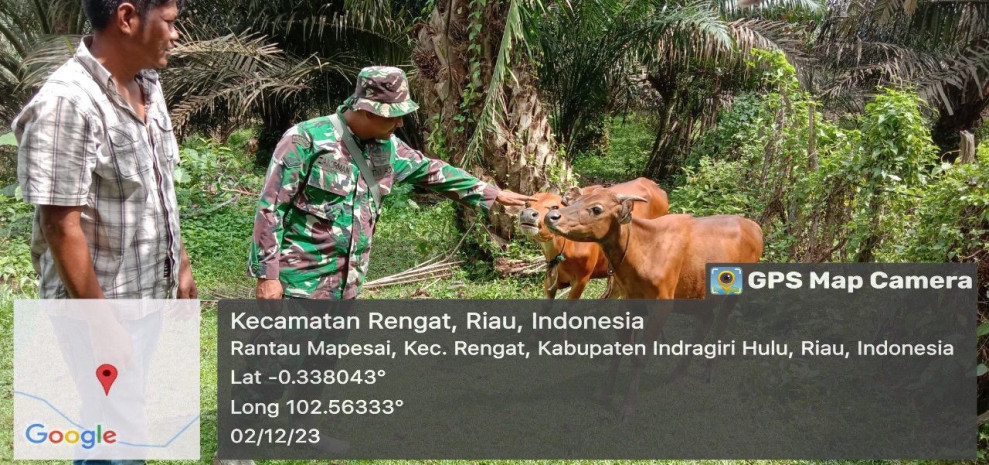 Hindari PMK Diwilayah Binaan, Babinsa Koramil 01/Rengat Turun Tangan Cek Sapi Milik Warga.
