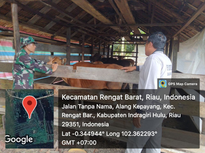 Babinsa Cek Kondisi Hewan Ternak Desa Binaan Desa Alang Kepayang