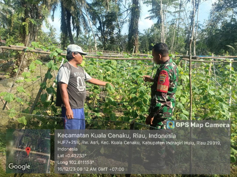 Lakukan Pendampingan, Babinsa Koramil 01/Rengat Sambangi Petani Timun di Wilayah Binaan