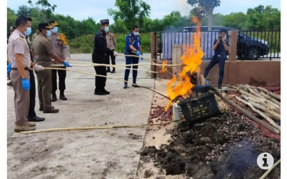 45,5 ton bawang merah dan mangga ilegal dimusnahkan Karantina Riau