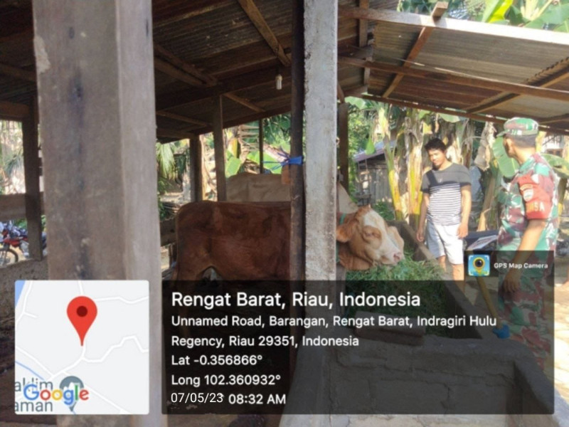 Inginkan Bebas PMK, Babinsa Koramil 01/Rengat Selalu Pantau Ternak Milik Warga