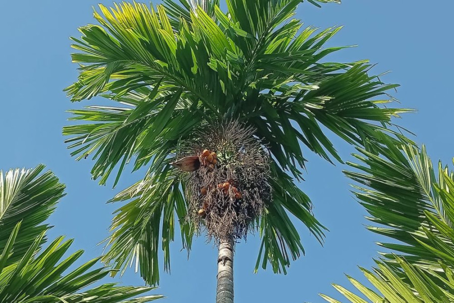Alhamdulillah, Harga Pinang Kering di Riau Naik Jadi Rp6.200