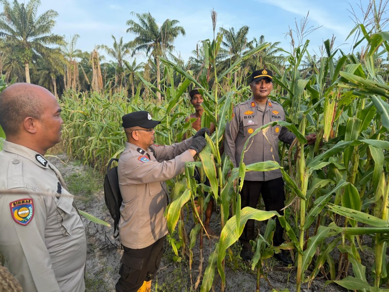 Polsek Pujud dan PT SPM Perkuat Ketahanan Pangan, Tanaman Jagung 4 Hektare Terus Dipantau