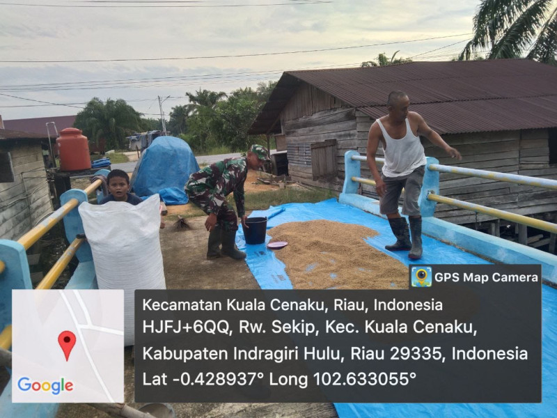 Bantu Petani Jemur Padi Guna Dukung Hanpangan Babinsa Turun Tangan