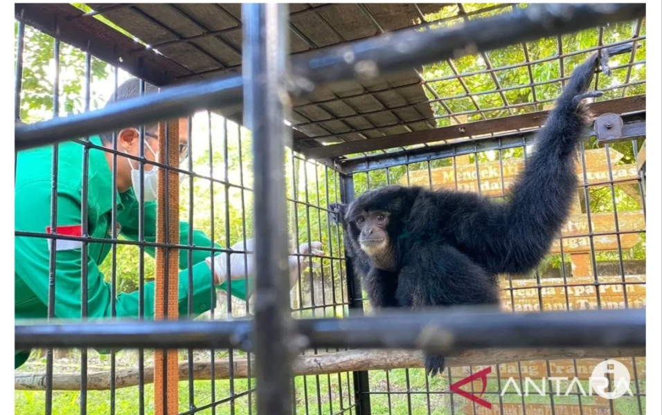 Warga Pekanbaru serahkan siamang ke BBKSDA Riau