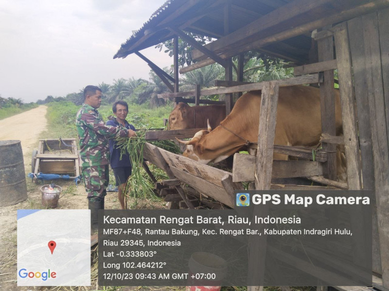 Serka Dedi Iskandar Babinsa Lakukan Komsos Bengan Peternak Sapi di Desa Binaan Rantau Bakung